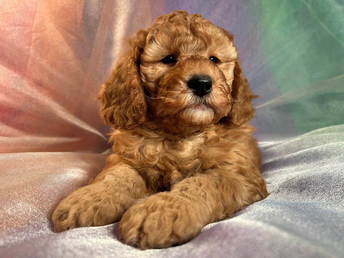 Male Mini Bernedoodle DOB 1-23-2023 $1200 